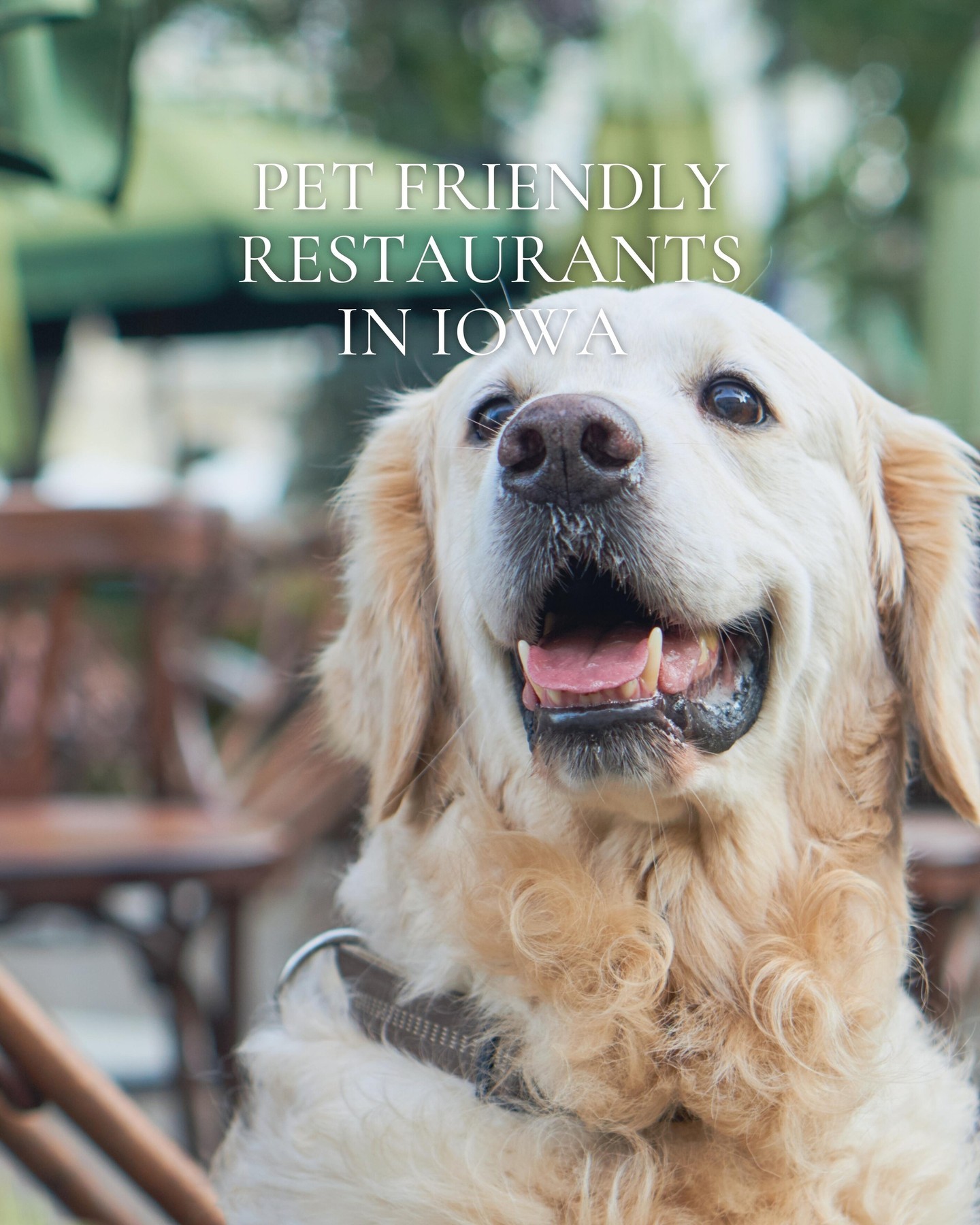 There’s arguably nothing better than getting to enjoy a good meal with those you love most—including your pet too, of course 🐾For your next restaurant outing, consider opting for a pet-friendly restaurant and letting your pup tag along with you at one of these Iowa eateries. To read the list, check out the link in our bio!