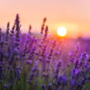 Lavender-field-farm-sunset-florals